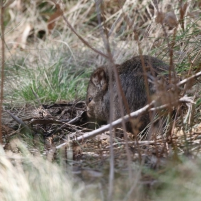 Potorous tridactylus (Long-nosed Potoroo) at Paddys River, ACT - 28 Sep 2018 by Alison Milton