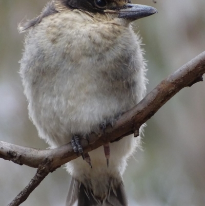 Cracticus torquatus (Grey Butcherbird) at Hughes Garran Woodland - 13 Oct 2018 by roymcd