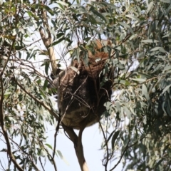 Phascolarctos cinereus (Koala) at Tidbinbilla Nature Reserve - 28 Sep 2018 by AlisonMilton