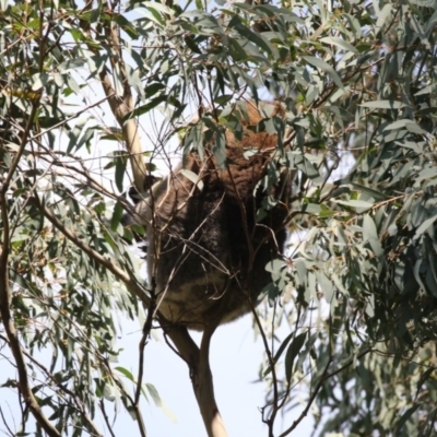 Phascolarctos cinereus (Koala) at Paddys River, ACT - 28 Sep 2018 by AlisonMilton