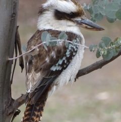 Dacelo novaeguineae (Laughing Kookaburra) at Hughes Garran Woodland - 13 Oct 2018 by roymcd