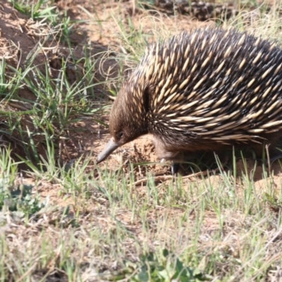 Tachyglossus aculeatus (Short-beaked Echidna) at Molonglo, ACT - 28 Sep 2018 by AlisonMilton