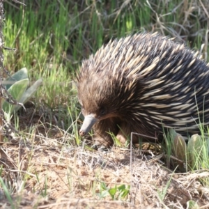 Tachyglossus aculeatus at Molonglo, ACT - 28 Sep 2018 02:57 PM