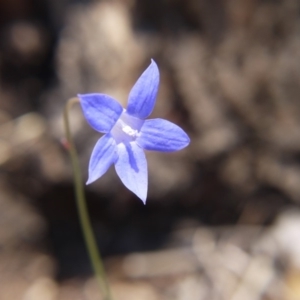 Wahlenbergia sp. at Hall, ACT - 21 Oct 2018