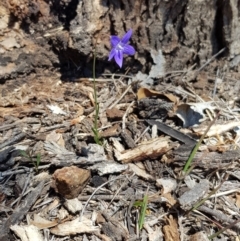 Wahlenbergia sp. at Hall, ACT - 21 Oct 2018 12:09 PM