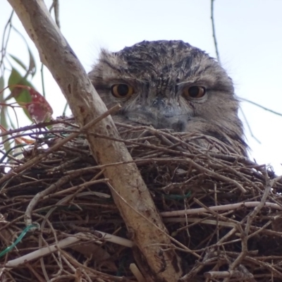 Podargus strigoides (Tawny Frogmouth) at Garran, ACT - 13 Oct 2018 by roymcd