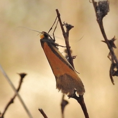 Philobota undescribed species near arabella (A concealer moth) at O'Malley, ACT - 22 Oct 2018 by JohnBundock