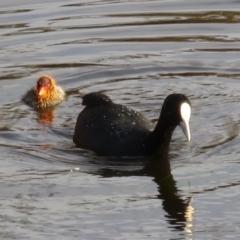 Fulica atra (Eurasian Coot) at Federal Golf Course - 22 Oct 2018 by RobParnell