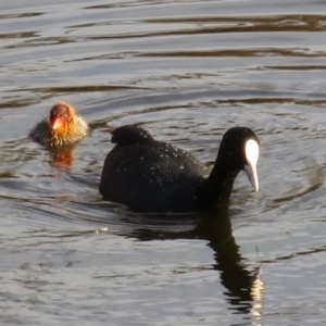 Fulica atra at Hughes, ACT - 22 Oct 2018