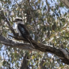 Dacelo novaeguineae (Laughing Kookaburra) at Hawker, ACT - 7 Oct 2018 by AlisonMilton