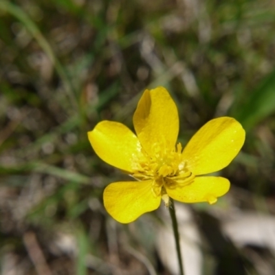 Ranunculus lappaceus (Australian Buttercup) at Hall, ACT - 21 Oct 2018 by ClubFED