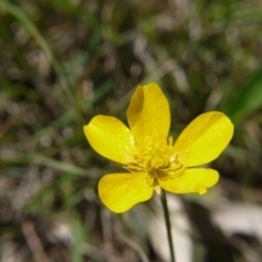 Ranunculus lappaceus (Australian Buttercup) at Hall, ACT - 20 Oct 2018 by ClubFED