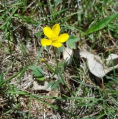 Ranunculus lappaceus at Hall, ACT - 21 Oct 2018 10:48 AM