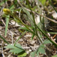 Ranunculus lappaceus at Hall, ACT - 21 Oct 2018