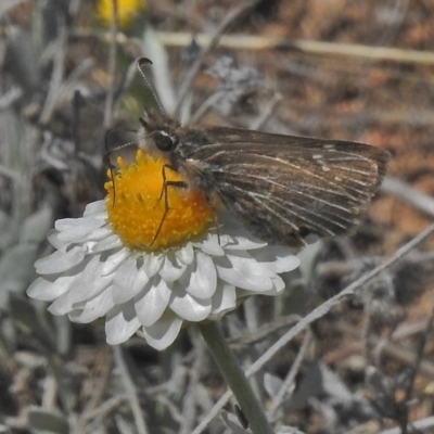 Herimosa albovenata (White-veined Sand-skipper) at Michelago, NSW - 22 Oct 2018 by JohnBundock