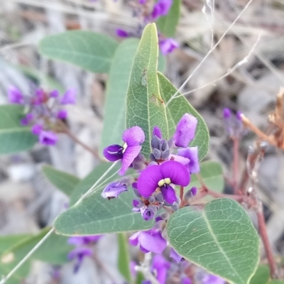 Hardenbergia violacea (False Sarsaparilla) at Little Taylor Grasslands - 20 Oct 2018 by RosemaryRoth