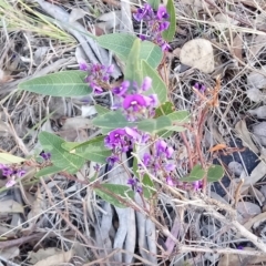 Hardenbergia violacea at Kambah, ACT - 20 Oct 2018 06:24 PM