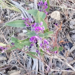 Hardenbergia violacea at Kambah, ACT - 20 Oct 2018