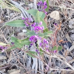 Hardenbergia violacea at Kambah, ACT - 20 Oct 2018