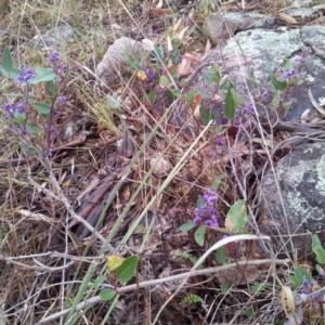 Hardenbergia violacea at Kambah, ACT - 20 Oct 2018 06:24 PM