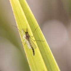 Chironomidae (family) (Non-biting Midge) at The Pinnacle - 7 Oct 2018 by Alison Milton
