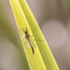 Chironomidae (family) (Non-biting Midge) at Hawker, ACT - 7 Oct 2018 by AlisonMilton