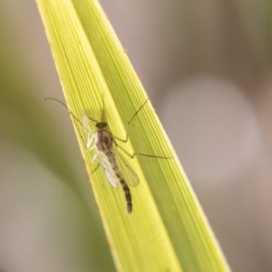 Chironomidae (family) at Hawker, ACT - 7 Oct 2018