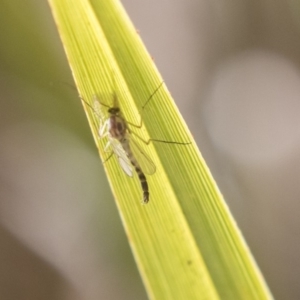 Chironomidae (family) at Hawker, ACT - 7 Oct 2018