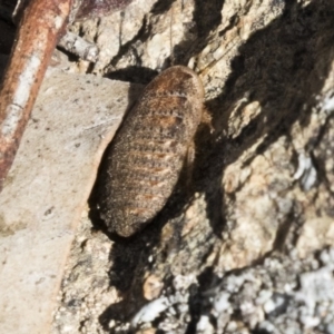 Calolampra sp. (genus) at Hawker, ACT - 7 Oct 2018 12:47 PM