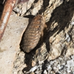 Calolampra sp. (genus) (Bark cockroach) at The Pinnacle - 7 Oct 2018 by Alison Milton