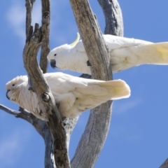 Cacatua galerita (Sulphur-crested Cockatoo) at Dunlop, ACT - 7 Oct 2018 by AlisonMilton