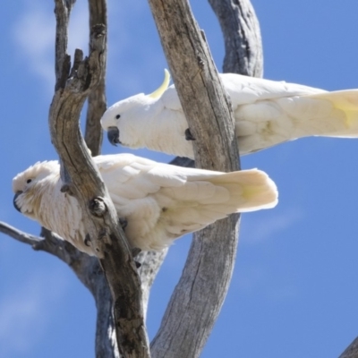 Cacatua galerita (Sulphur-crested Cockatoo) at The Pinnacle - 7 Oct 2018 by Alison Milton