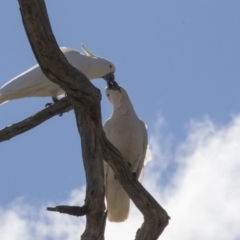 Cacatua galerita at Dunlop, ACT - 7 Oct 2018