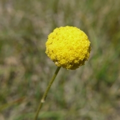 Craspedia variabilis (Common Billy Buttons) at Hall, ACT - 21 Oct 2018 by ClubFED