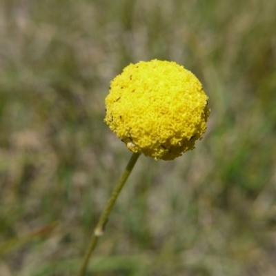 Craspedia variabilis (Common Billy Buttons) at Hall Cemetery - 21 Oct 2018 by ClubFED