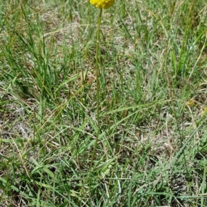 Craspedia variabilis at Hall, ACT - suppressed