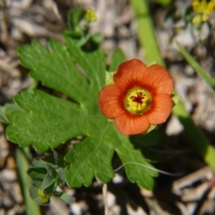 Modiola caroliniana (Red-flowered Mallow) at Hall, ACT - 21 Oct 2018 by ClubFED