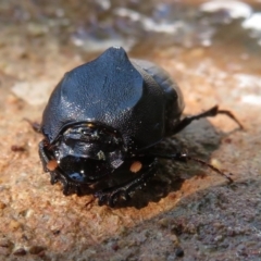 Onthophagus declivis (Declivis dung beetle) at Narrabundah, ACT - 22 Oct 2018 by RobParnell