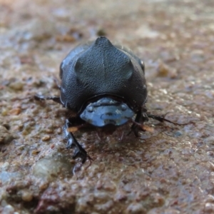 Onthophagus declivis at Narrabundah, ACT - 22 Oct 2018 10:09 AM