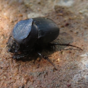 Onthophagus declivis at Narrabundah, ACT - 22 Oct 2018 10:09 AM