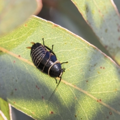 Ellipsidion australe (Austral Ellipsidion cockroach) at Higgins, ACT - 7 Oct 2018 by Alison Milton