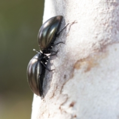 Chalcopteroides spectabilis (Rainbow darkling beetle) at Higgins, ACT - 7 Oct 2018 by AlisonMilton