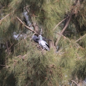 Columba livia at Stromlo, ACT - 9 Oct 2018 08:26 AM