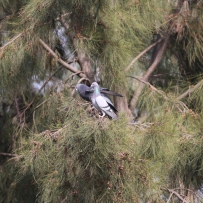 Columba livia (Rock Dove (Feral Pigeon)) at Stromlo, ACT - 8 Oct 2018 by Alison Milton