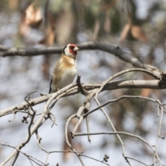 Carduelis carduelis (European Goldfinch) at Fyshwick, ACT - 8 Oct 2018 by Alison Milton