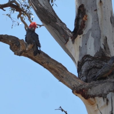 Callocephalon fimbriatum (Gang-gang Cockatoo) at Red Hill to Yarralumla Creek - 24 Oct 2018 by JackyF