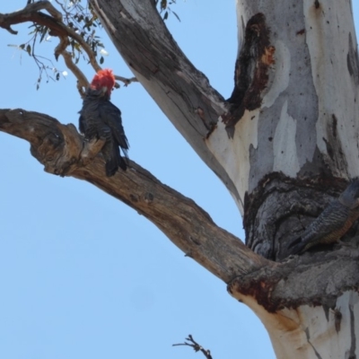 Callocephalon fimbriatum (Gang-gang Cockatoo) at GG102 - 24 Oct 2018 by JackyF