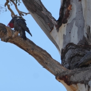 Callocephalon fimbriatum at Hughes, ACT - 24 Oct 2018