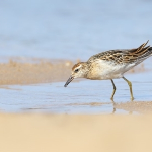 Calidris acuminata at Mogareeka, NSW - 25 Oct 2018 09:13 AM