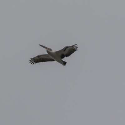 Pelecanus conspicillatus (Australian Pelican) at Kingston, ACT - 14 Oct 2018 by AlisonMilton